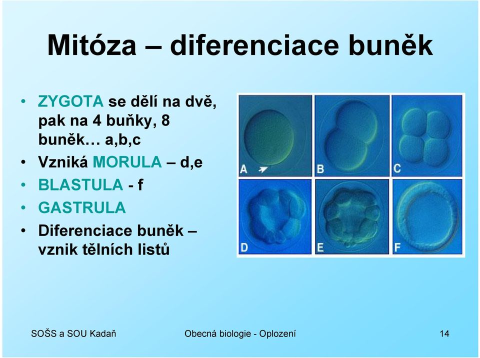 BLASTULA -f GASTRULA Diferenciace buněk vznik