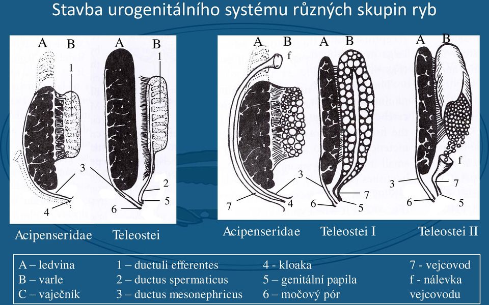 efferentes 4 - kloaka 7 - vejcovod B varle 2 ductus spermaticus 5 genitální papila f