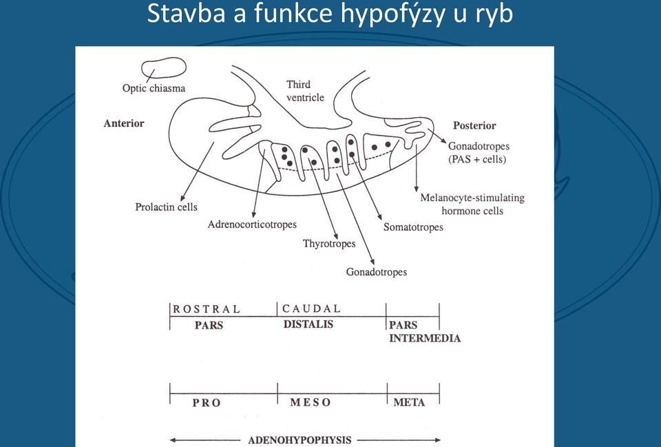 hypofýzy