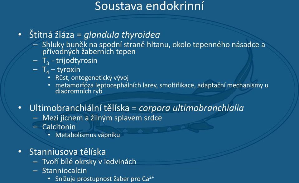 smoltifikace, adaptační mechanismy u diadromních ryb Ultimobranchiální tělíska = corpora ultimobranchialia Mezi jícnem a žilným