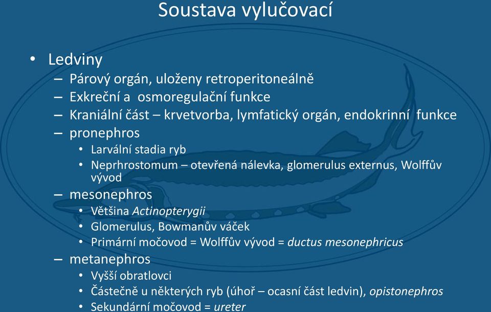 externus, Wolffův vývod mesonephros Většina Actinopterygii Glomerulus, Bowmanův váček Primární močovod = Wolffův vývod =