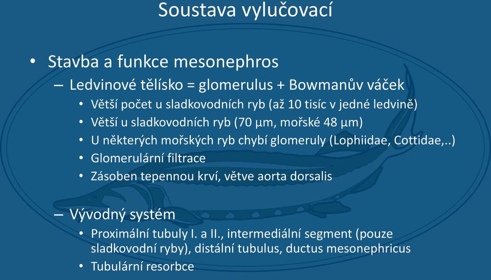 chybí glomeruly (Lophiidae, Cottidae,.