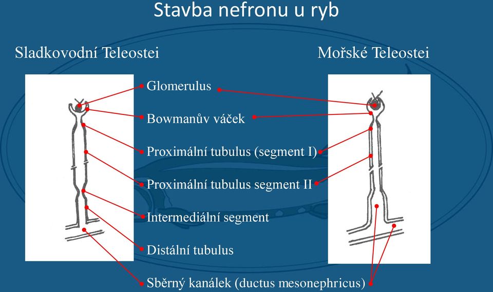 (segment I) Proximální tubulus segment II Intermediální