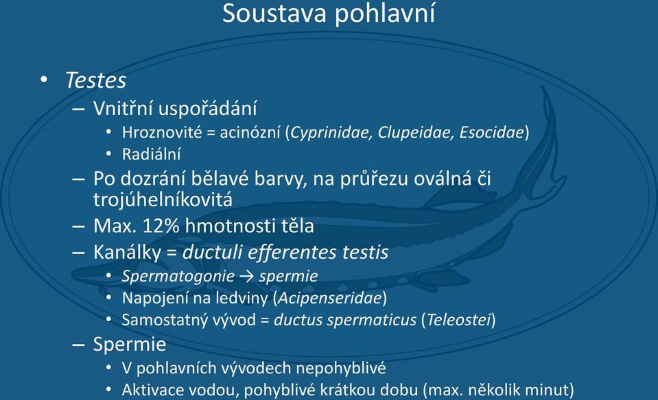 12% hmotnosti těla Kanálky = ductuli efferentes testis Spermatogonie spermie Napojení na ledviny