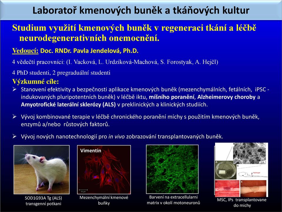 Hejčl) 4 PhD studenti, 2 pregraduální studenti Výzkumné cíle: Stanovení efektivity a bezpečnosti aplikace kmenových buněk (mezenchymálních, fetálních, ipsc - indukovaných pluripotentních buněk) v