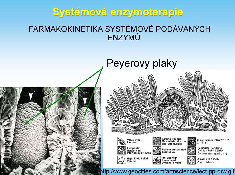 gif Systémová enzymoterapie