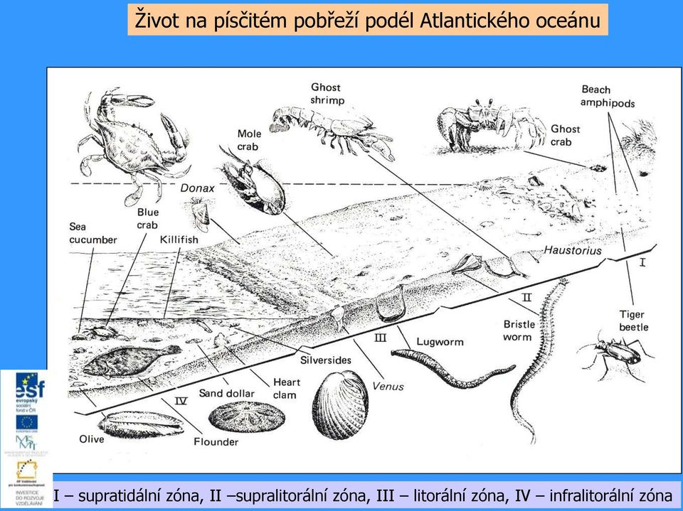 zóna, II supralitorální zóna, III