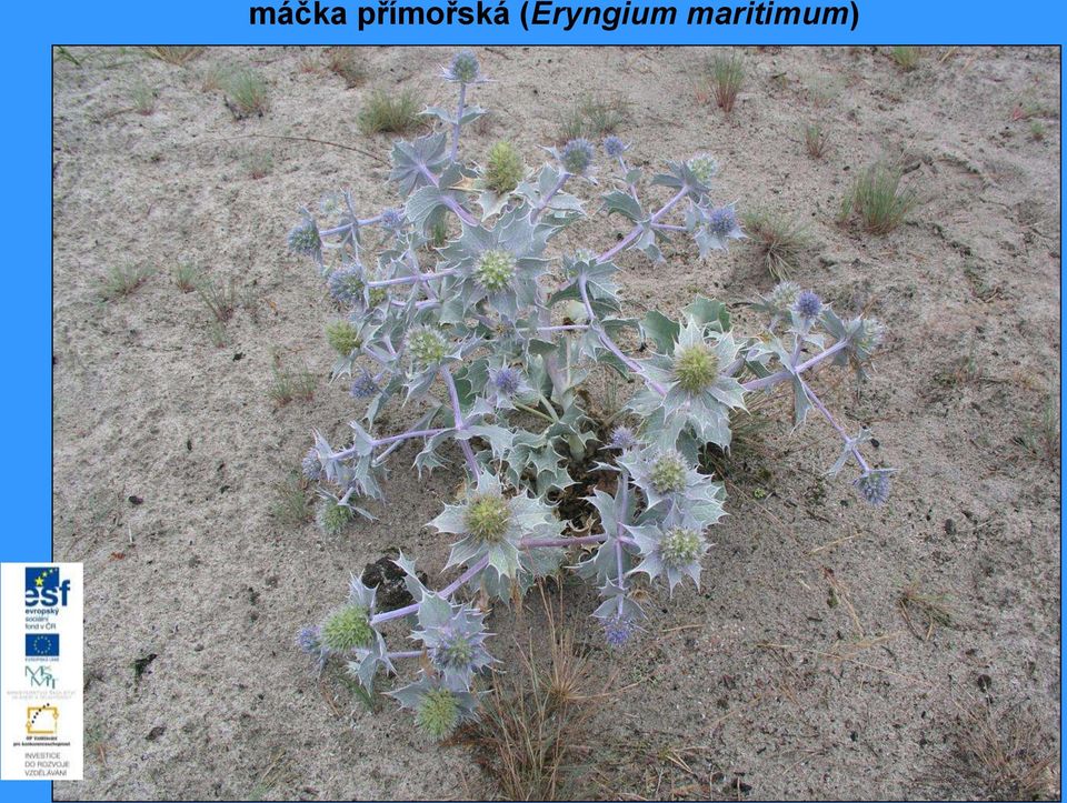 (Eryngium
