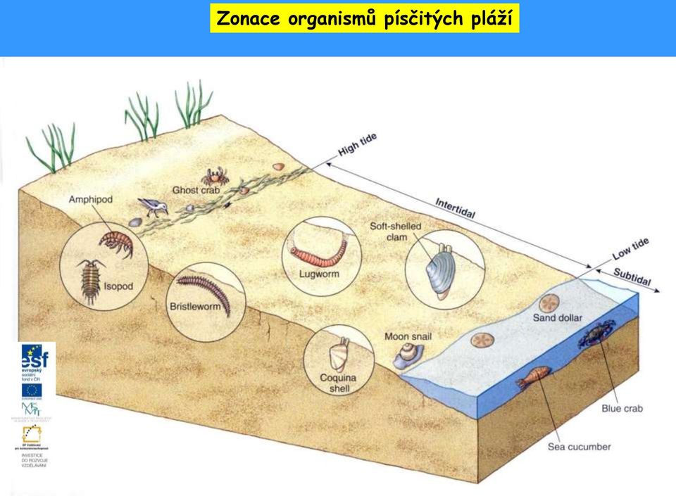 písčitých