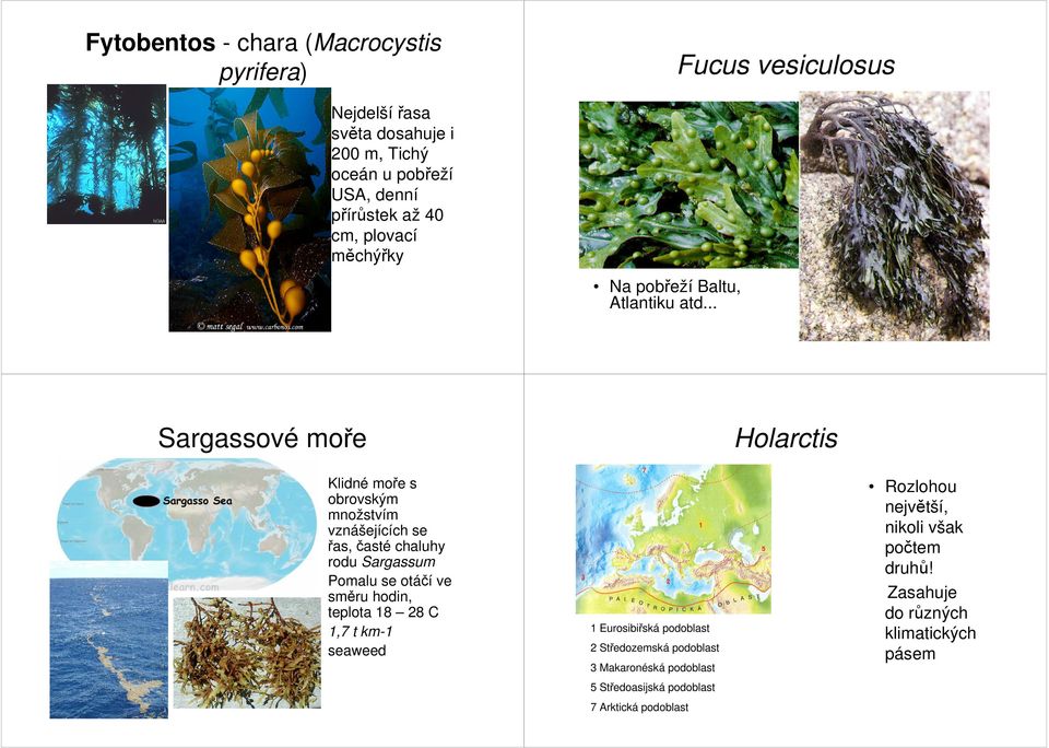 .. Sargassové moře Klidné moře s obrovským množstvím vznášejících se řas, časté chaluhy rodu Sargassum Pomalu se otáčí ve směru hodin, teplota 18