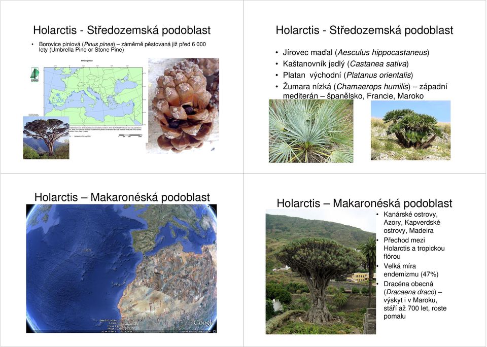 západní mediterán španělsko, Francie, Maroko Holarctis Makaronéská podoblast Kanárské ostrovy, Azory, Kapverdské ostrovy, Madeira Přechod