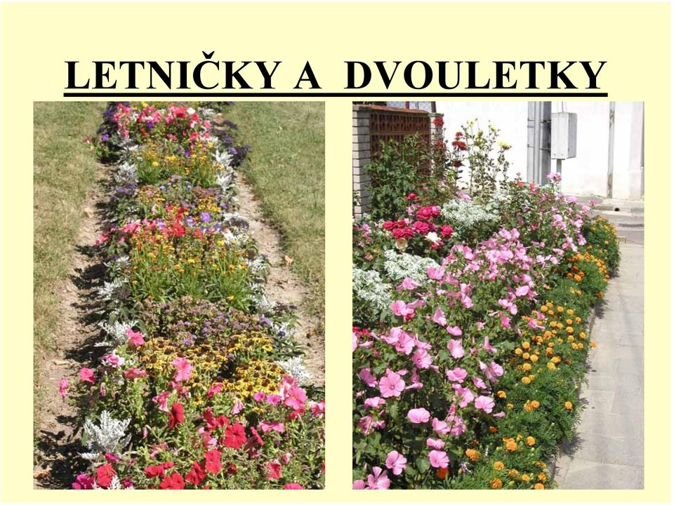 DVOULETKY