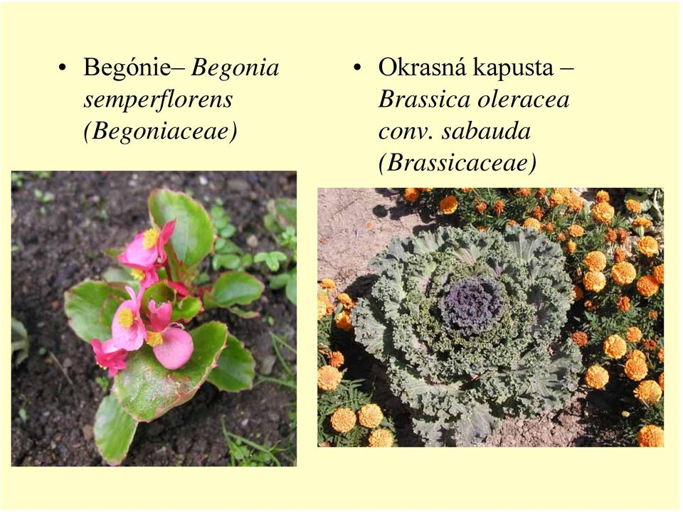 (Begoniaceae) Okrasná