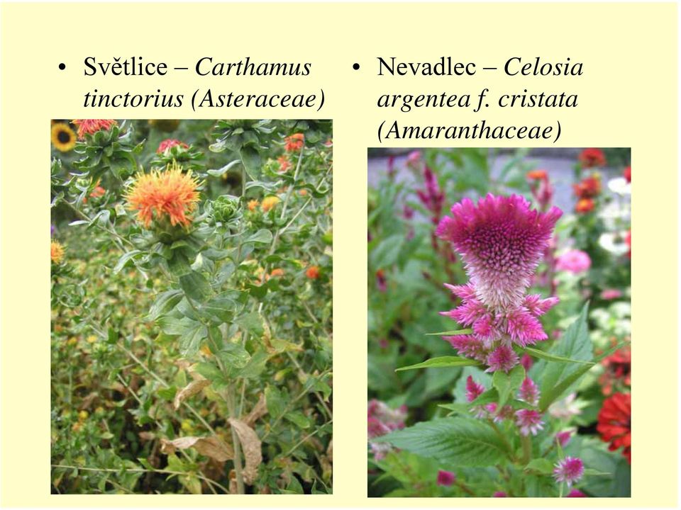 Nevadlec Celosia