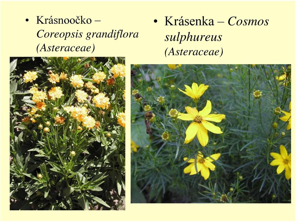 (Asteraceae) Krásenka