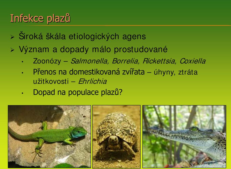 Rickettsia, Coxiella Přenos na domestikovaná zvířata