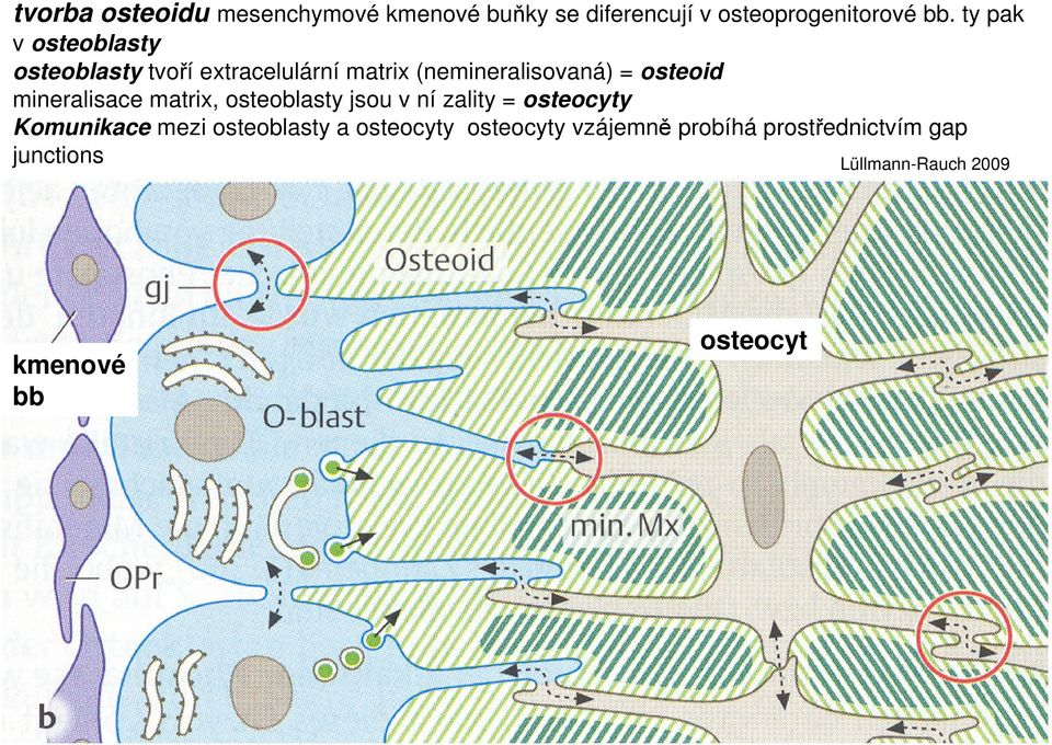 mineralisace matrix, osteoblasty jsou v ní zality = osteocyty Komunikace mezi osteoblasty a