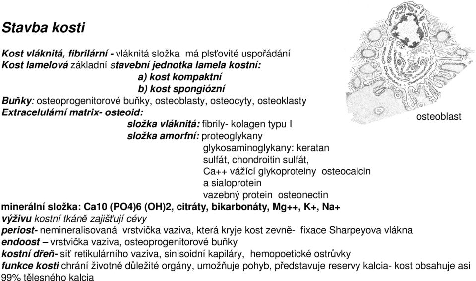 chondroitin sulfát, Ca++ vážící glykoproteiny osteocalcin a sialoprotein vazebný protein osteonectin minerální složka: Ca10 (PO4)6 (OH)2, citráty, bikarbonáty, Mg++, K+, Na+ výživu kostní tkáně