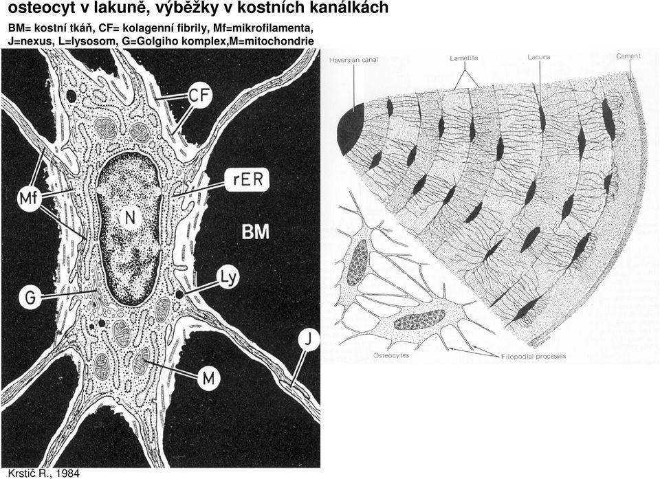 fibrily, Mf=mikrofilamenta, J=nexus,