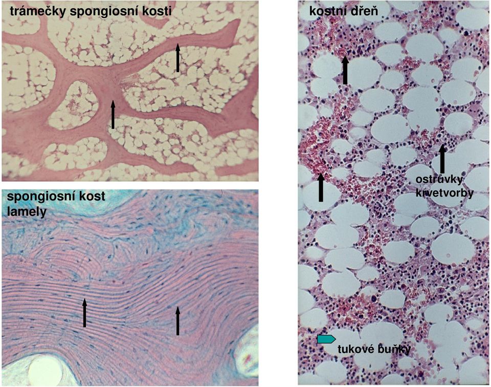 spongiosní kost lamely