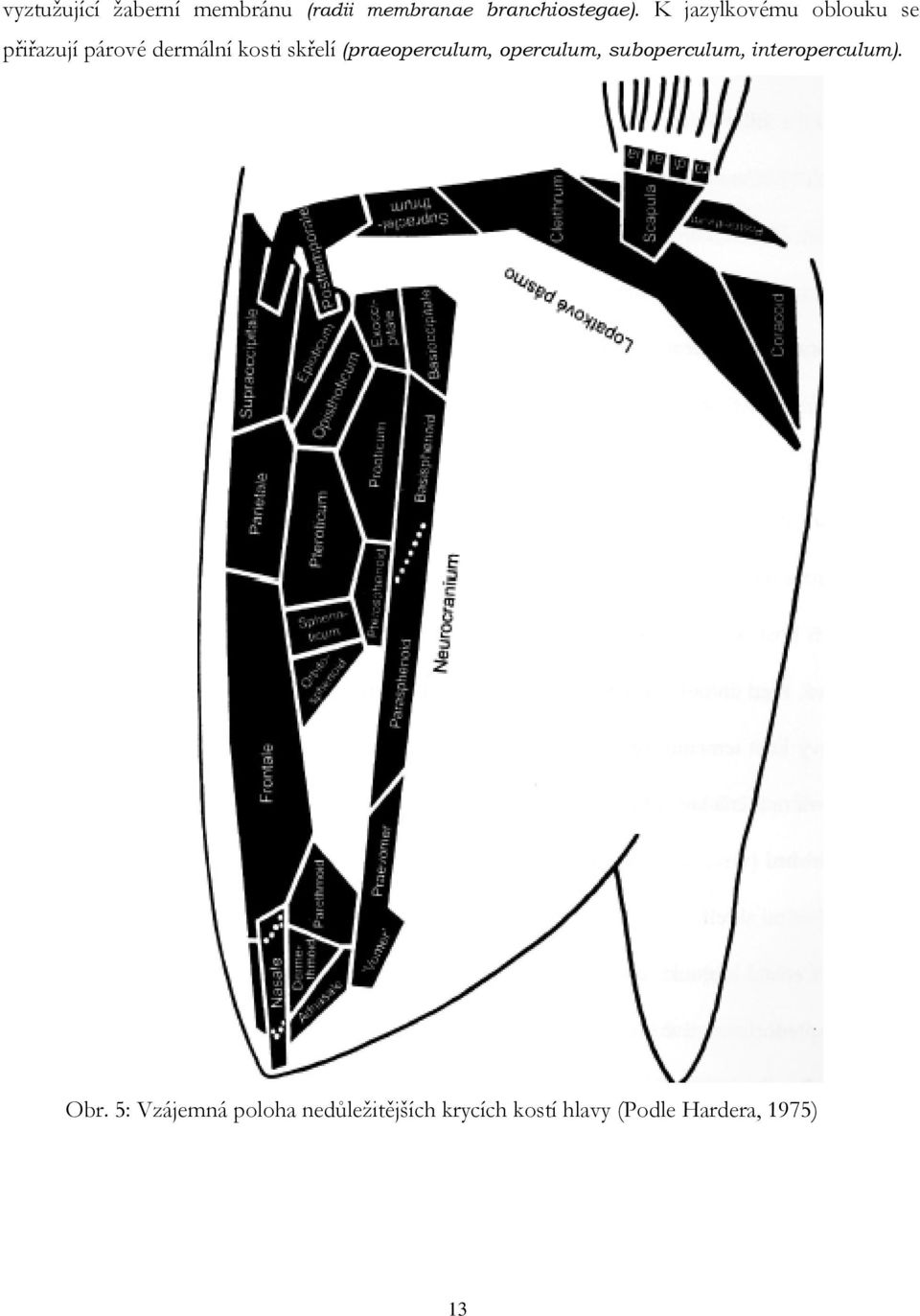 (praeoperculum, operculum, suboperculum, interoperculum). Obr.