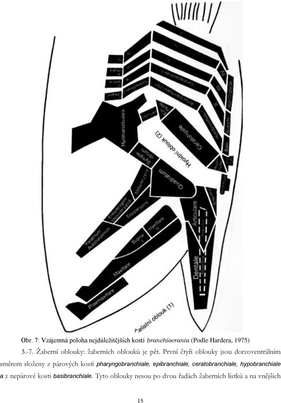 První čtyři oblouky jsou dorzoventrálním směrem složeny z párových kostí pharyngobranchiale,