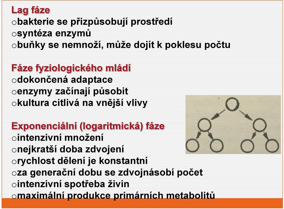 Exponenciální (logaritmická) fáze ointenzivní množení onejkratší doba zdvojení orychlost dělení je