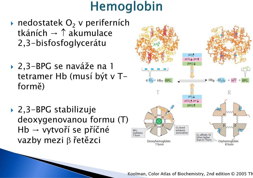 v T- formě) 2,3-BPG stabilizuje deoxygenovanou formu (T) Hb vytvoří