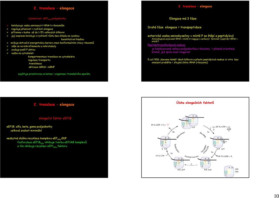 cytoskelet: kompartmentace translace na cytoskeletu regulace transportu translokace aktivace mrna i mrnp Elongace má 3 fáze: Druhá fáze elongace = transpeptidace esterická vazba aminokyseliny v místě