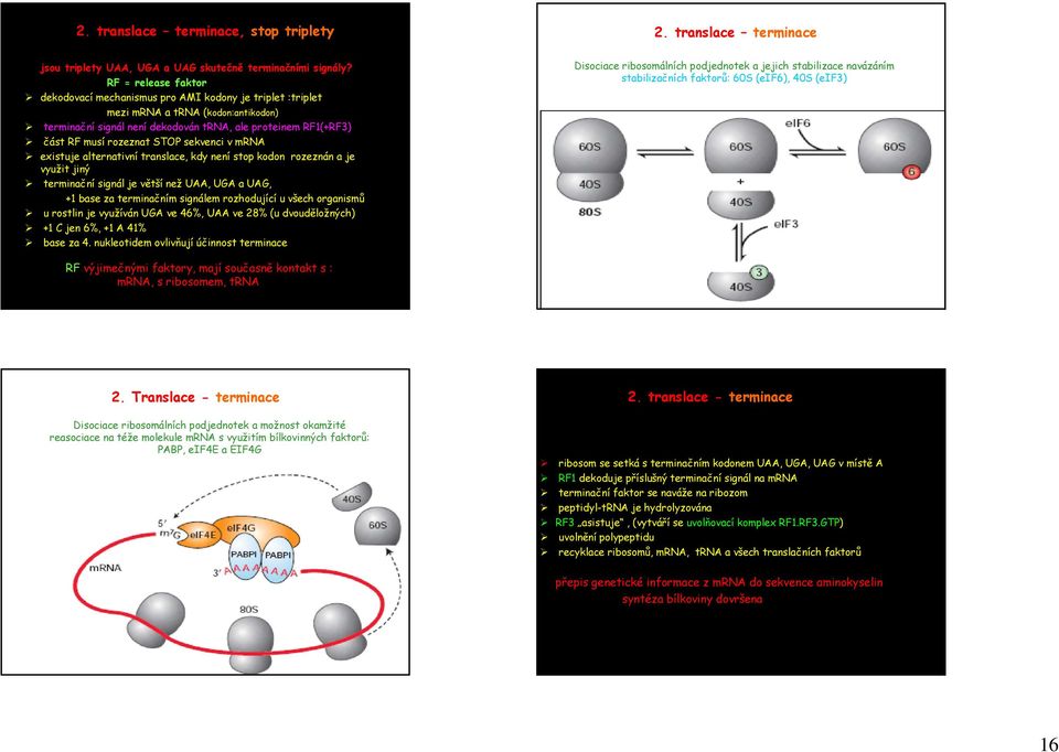 STOP sekvenci v mrna existuje alternativní translace, kdy není stop kodon rozeznán a je využit jiný terminační signál je větší než UAA, UGA a UAG, +1 base za terminačním signálem rozhodující u všech