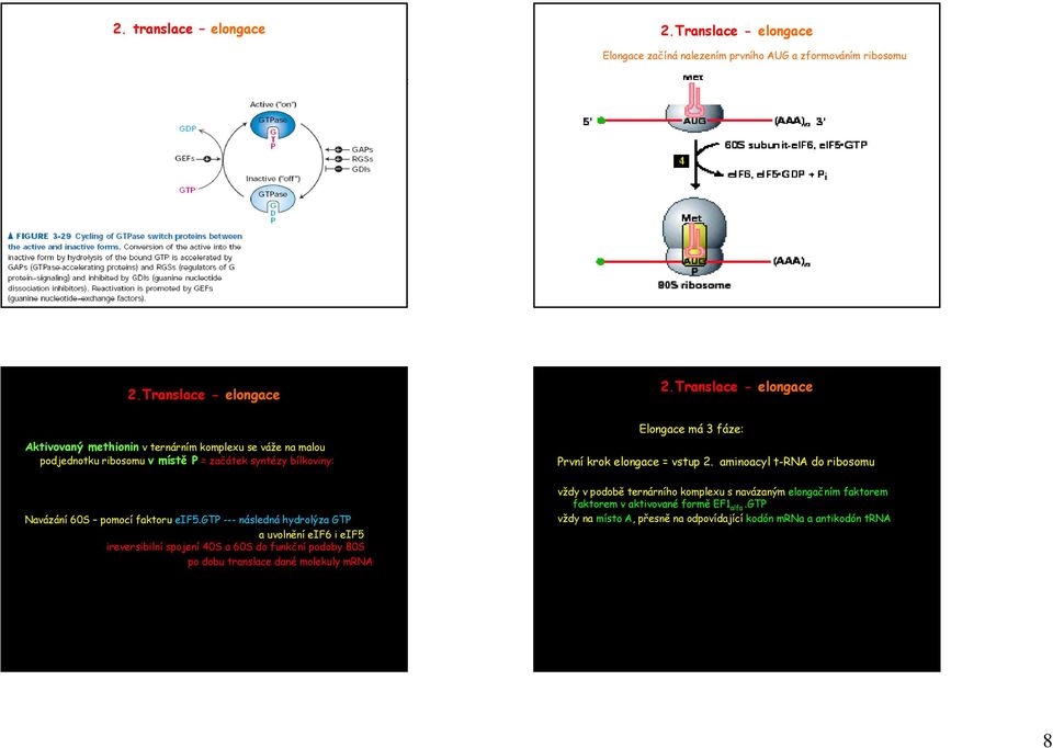 gtp --- následná hydrolýza GTP a uvolnění eif6 i eif5 ireversibilní spojení 40S a 60S do funkční podoby 80S po dobu translace dané molekuly mrna Elongace