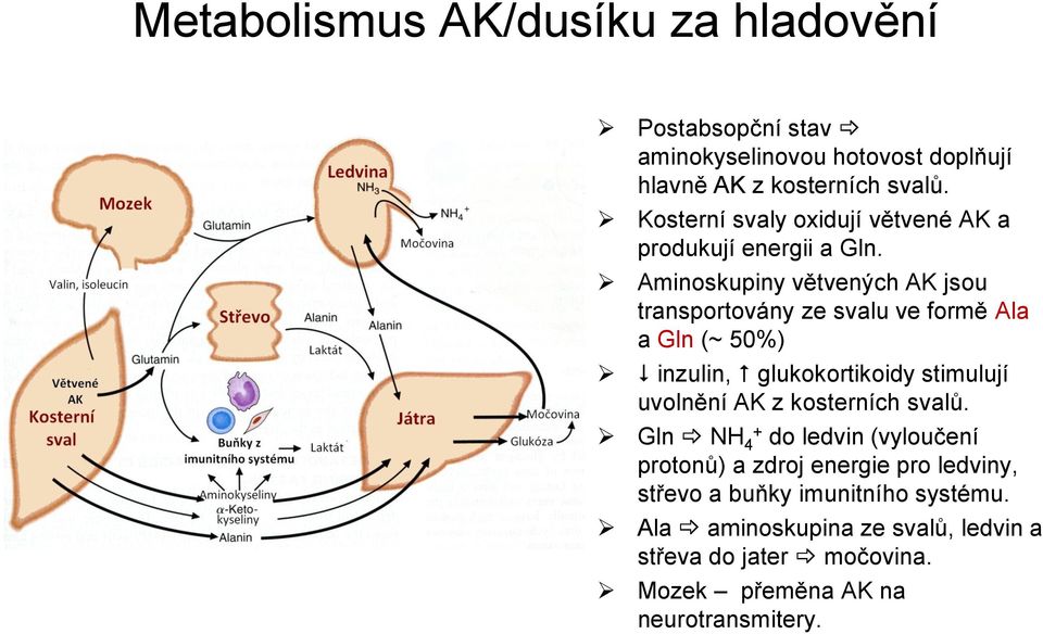 Aminoskupiny větvených AK jsou transportovány ze svalu ve formě Ala a Gln (~ 50%) inzulin, glukokortikoidy stimulují uvolnění AK z