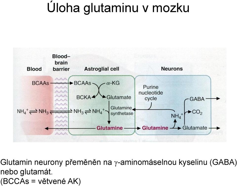 g-aminomáselnou kyselinu