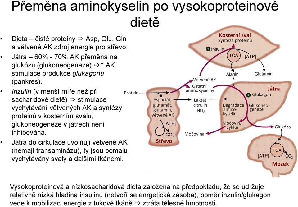 Inzulin (v menší míře než při sacharidové dietě) stimulace vychytávání větvených AK a syntézy proteinů v kosterním svalu, glukoneogeneze v játrech není inhibována.