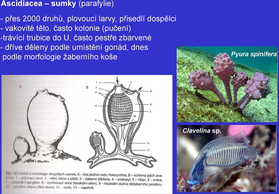 trubice do U, často pestře zbarvené - dříve děleny podle umístění