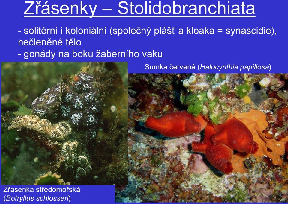 - gonády na boku žaberního vaku Sumka červená