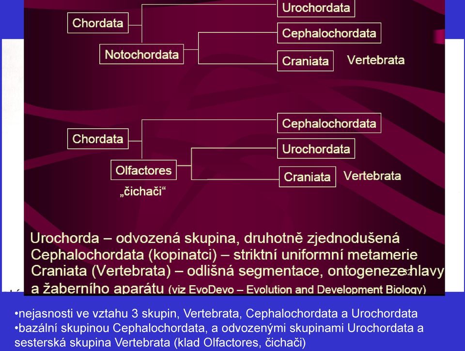 Cephalochordata, a odvozenými skupinami