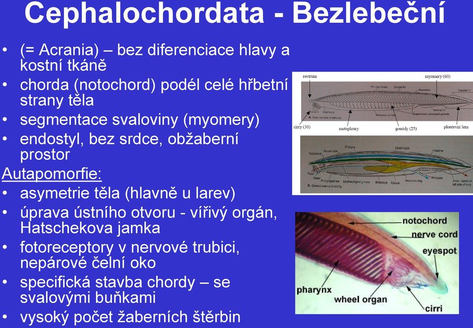 Autapomorfie: asymetrie těla (hlavně u larev) úprava ústního otvoru - vířivý orgán, Hatschekova jamka