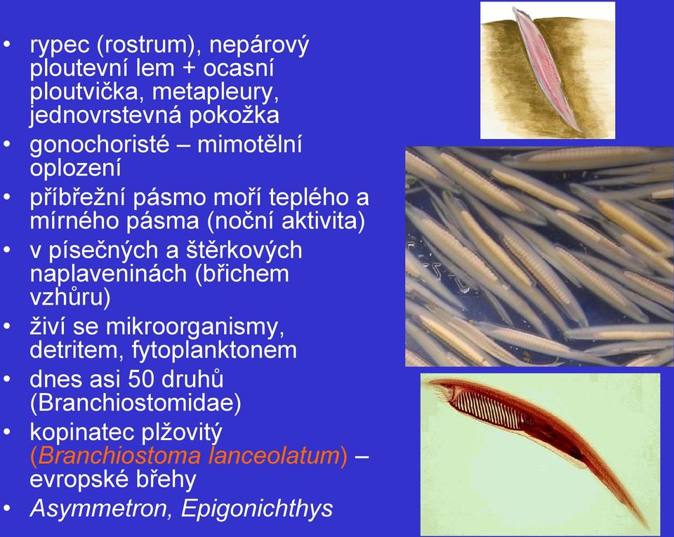 písečných a štěrkových naplaveninách (břichem vzhůru) živí se mikroorganismy, detritem, fytoplanktonem