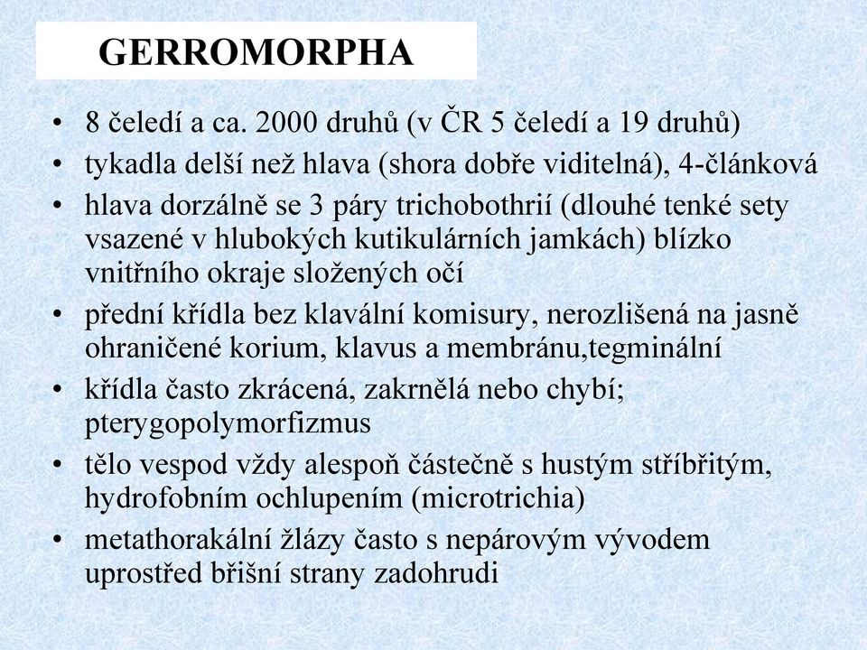 sety vsazené v hlubokých kutikulárních jamkách) blízko vnitřního okraje složených očí přední křídla bez klavální komisury, nerozlišená na jasně