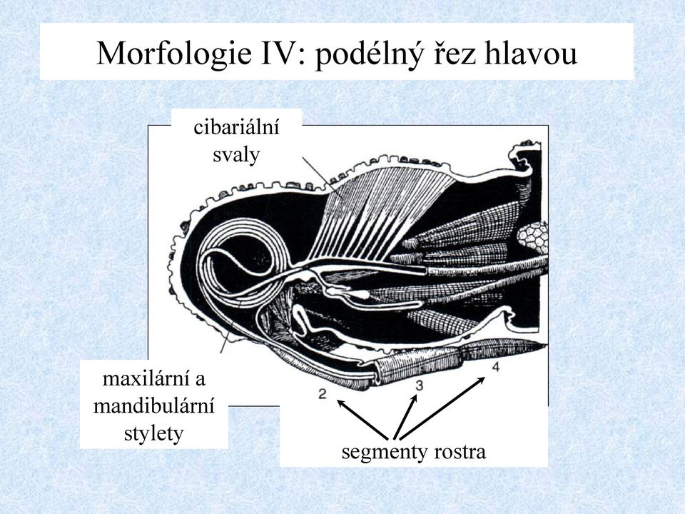 svaly maxilární a
