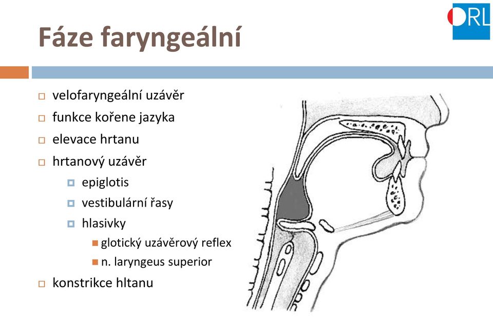 epiglotis vestibulární řasy hlasivky glotický