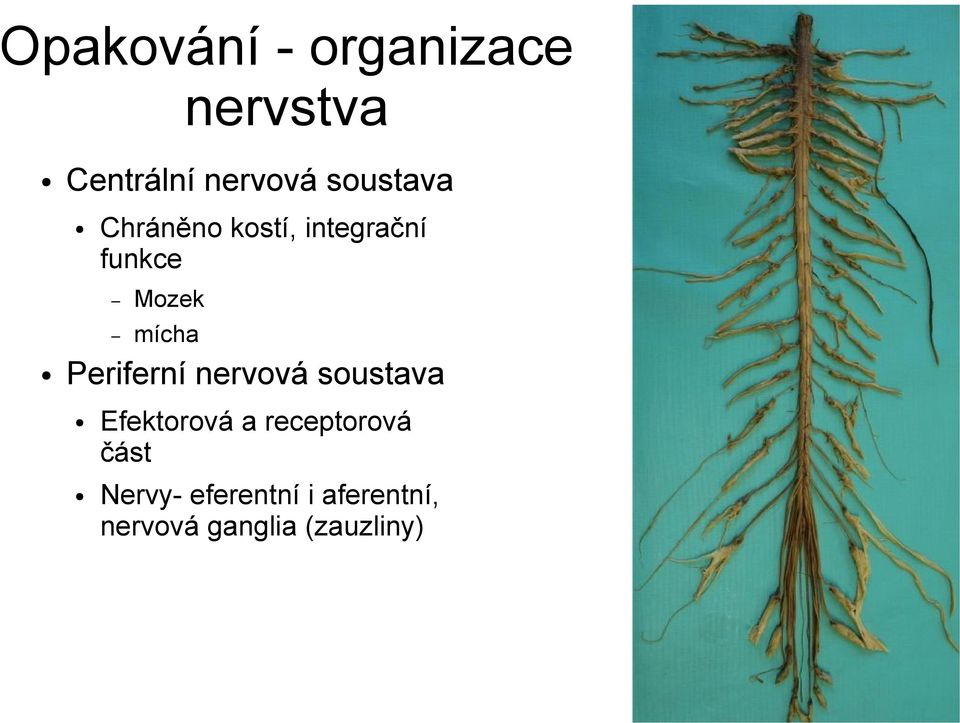 Periferní nervová soustava Efektorová a receptorová