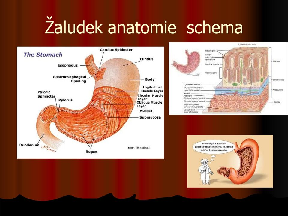 schema