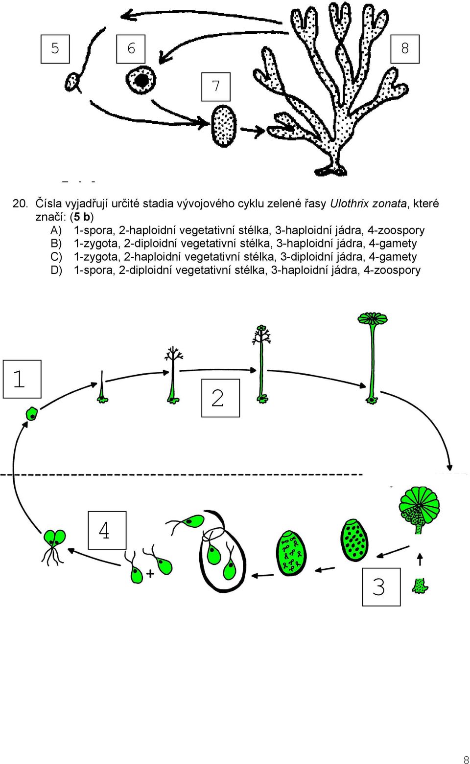 1-spora, 2-haploidní vegetativní stélka, 3-haploidní jádra, 4-zoospory B) 1-zygota, 2-diploidní