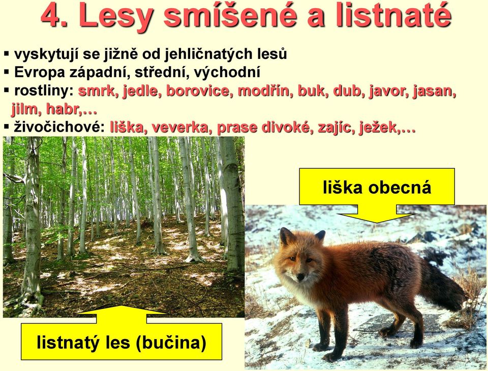 modřín, buk, dub, javor, jasan, jilm, habr, živočichové: liška,