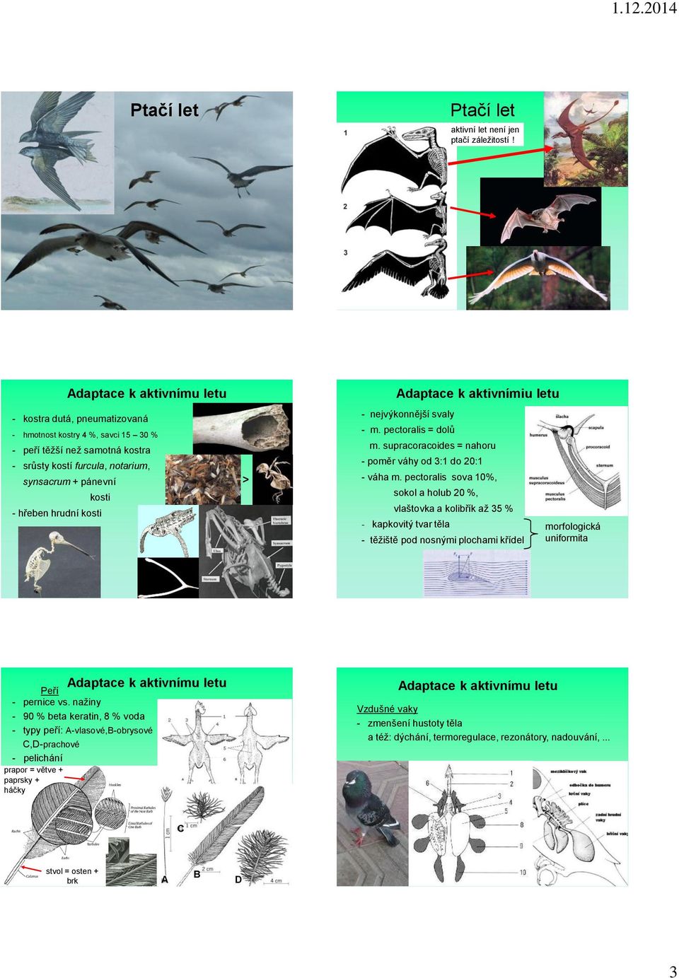 hrudní kosti > Adaptace k aktivnímiu letu - nejvýkonnější svaly - m. pectoralis = dolů m. supracoracoides = nahoru - poměr váhy od 3:1 do 20:1 - váha m.