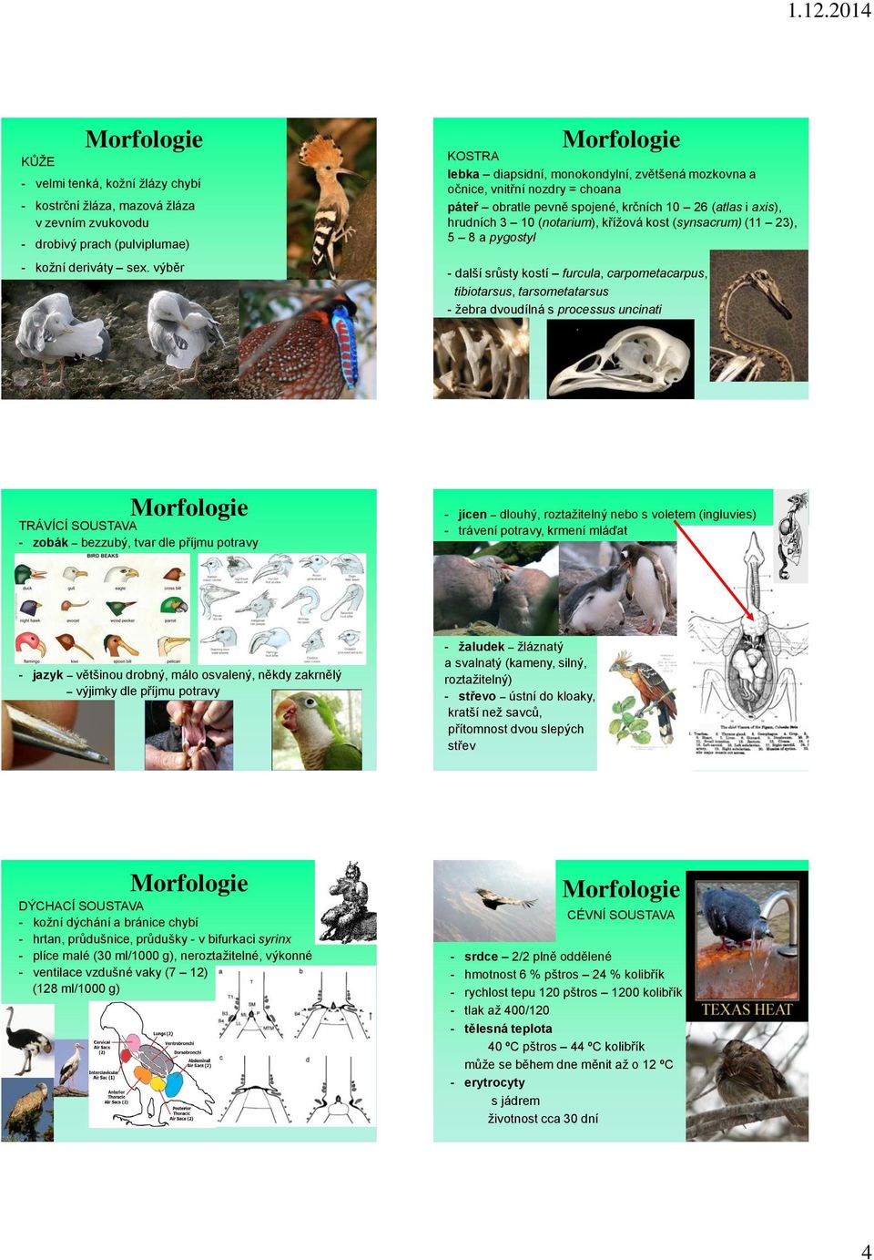 (synsacrum) (11 23), 5 8 a pygostyl - další srůsty kostí furcula, carpometacarpus, tibiotarsus, tarsometatarsus - žebra dvoudílná s processus uncinati - jícen dlouhý, roztažitelný nebo s voletem