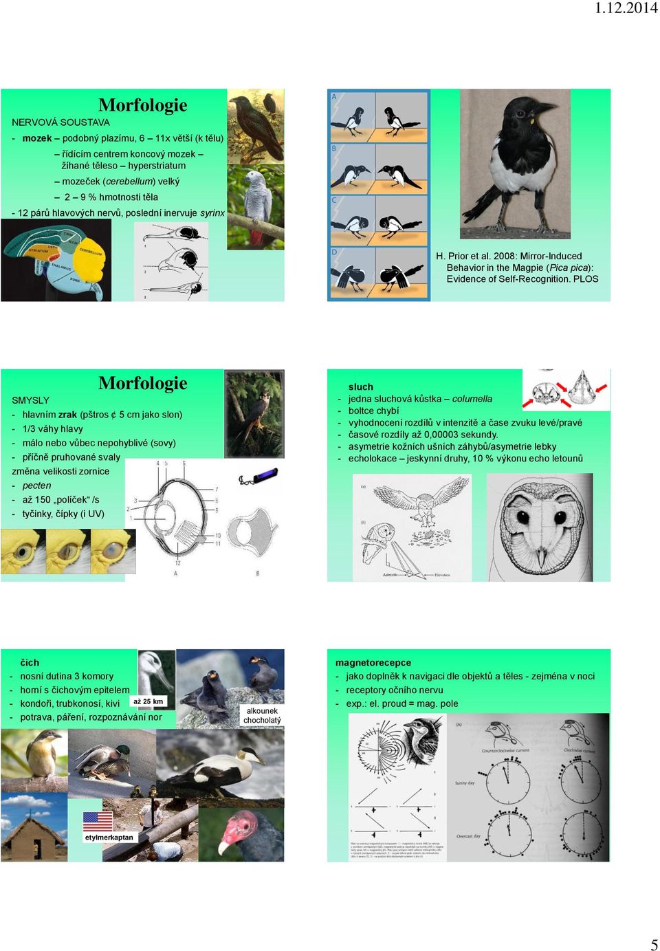 PLOS SMYSLY - hlavním zrak (pštros 5 cm jako slon) - 1/3 váhy hlavy - málo nebo vůbec nepohyblivé (sovy) - příčně pruhované svaly změna velikosti zornice - pecten - až 150 políček /s - tyčinky, čípky