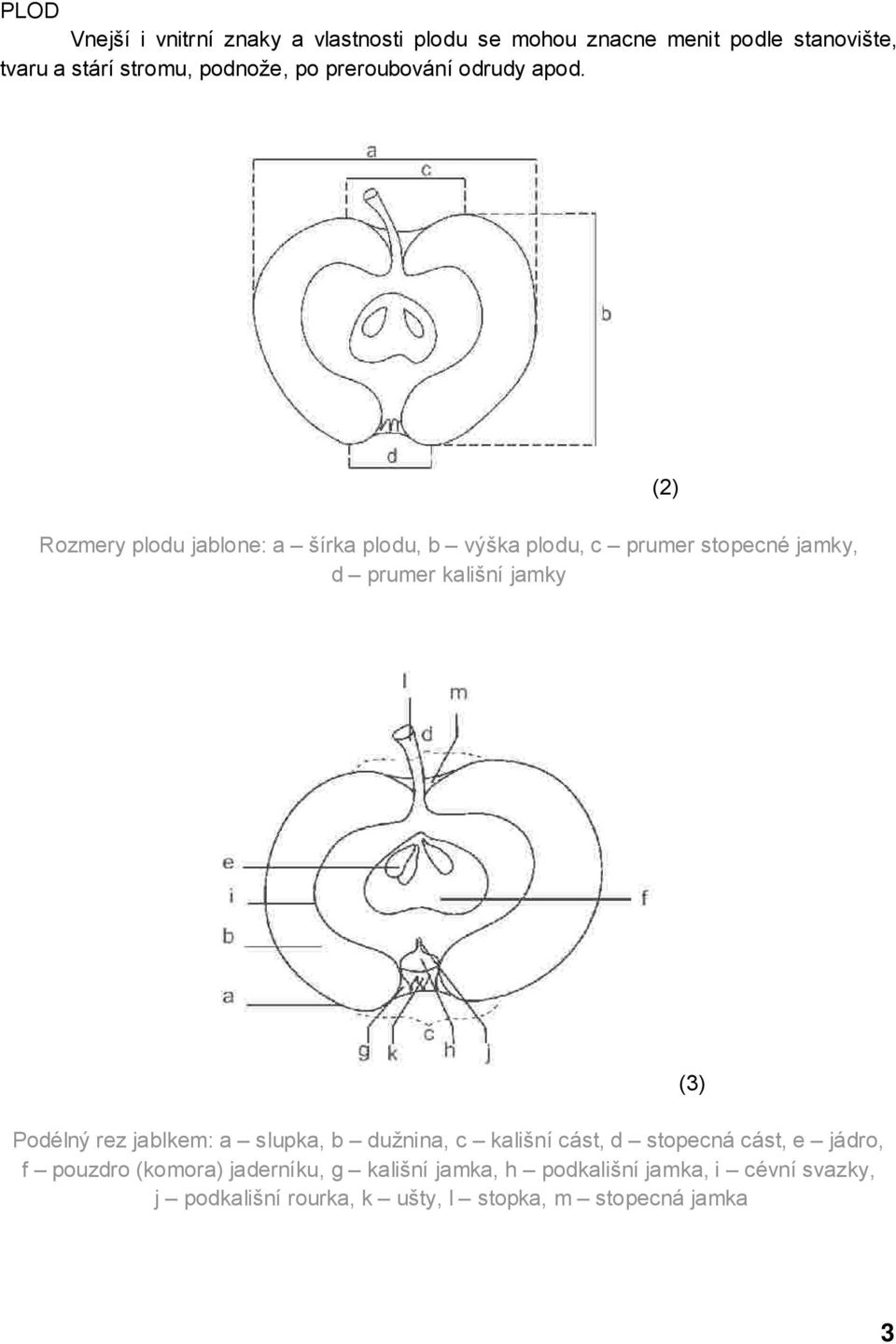 Rozmery plodu jablone: a šírka plodu, b výška plodu, c prumer stopecné jamky, d prumer kališní jamky (2) Podélný rez